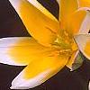 Tulipa tarda, flowers