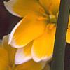Tulipa tarda, flowers