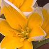 Tulipa tarda, flowers