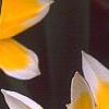 Tulipa tarda, flowers