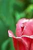Tulipa 'The Mounties', flowers
