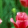 Tulipa 'The Mounties', flowers