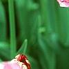 Tulipa 'The Mounties', flowers