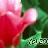 Tulipa 'The Mounties', flowers