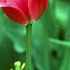 Tulipa 'The Mounties', flowers