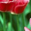 Tulipa 'The Mounties', flowers