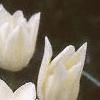 Tulipa 'White Triumphator', flowers