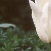Tulipa 'White Triumphator', flowers