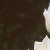 Tulipa 'White Triumphator', flowers