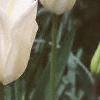 Tulipa 'White Triumphator', flowers