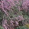 Buddleia alternifolia, habit