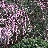 Buddleia alternifolia, habit
