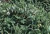 Buddleia alternifolia, habit