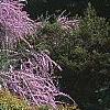 Buddleia alternifolia, habit