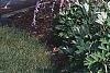 Buddleia alternifolia, habit