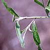 Buddleia alternifolia, leaves