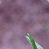 Buddleia alternifolia, leaves