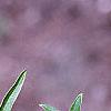 Buddleia alternifolia, leaves