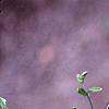 Buddleia alternifolia, leaves