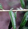 Buddleia alternifolia, leaves