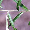 Buddleia alternifolia, leaves