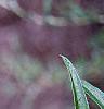 Buddleia alternifolia, leaves