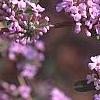 Buddleia alternifolia, flowers
