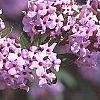 Buddleia alternifolia, flowers