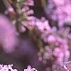 Buddleia alternifolia, flowers