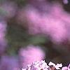Buddleia alternifolia, flowers
