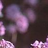 Buddleia alternifolia, flowers