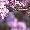 Buddleia alternifolia, flowers