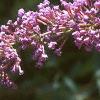 Buddleia davidii, flowers