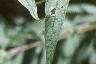 Buddleia davidii, flowers