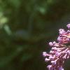 Buddleia davidii, flowers