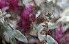 Buddleia davidii, flowers