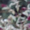 Buddleia davidii, flowers