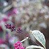 Buddleia davidii, flowers