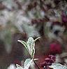Buddleia davidii, flowers