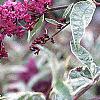 Buddleia davidii, flowers