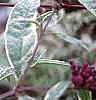 Buddleia davidii, flowers