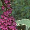 Buddleia davidii 'Harlequin', flowers