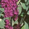 Buddleia davidii 'Harlequin', flowers