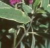 Buddleia davidii 'Harlequin', flowers