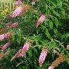 Buddleia davidii 'Pink Delight', habit