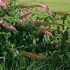 Buddleia davidii 'Pink Delight', habit