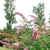 Buddleia davidii 'Pink Delight', habit