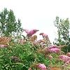 Buddleia davidii 'Pink Delight', habit