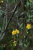 Gelsemium sempervirens, habit