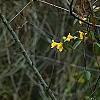 Gelsemium sempervirens, habit